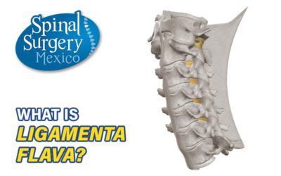Spinal Ligaments (part 2)