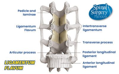 Spinal Ligaments (part 1)