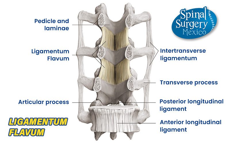 A series of ligaments that connect the ventral parts of the laminae of adjacent vertebrae.