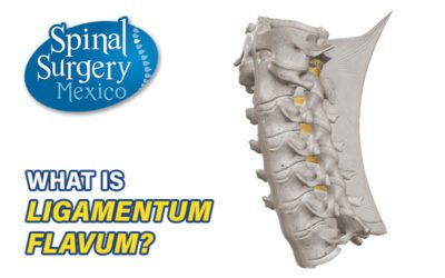 Spinal Ligaments (part 2)